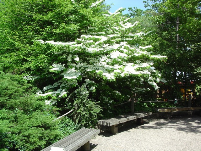 Shasta Doublefile Viburnum above bench area